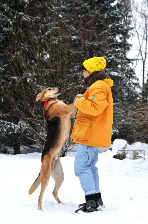Собаки в Москве: Метис русской гончей ищет дом Мальчик, Бесплатно - фото 7