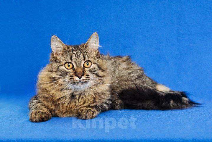 Кошки в Москве: Пушистый котик Орешек ищет семью Мальчик, Бесплатно - фото 7