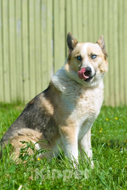 Собаки в Москве: Алмаз Мальчик, Бесплатно - фото 7