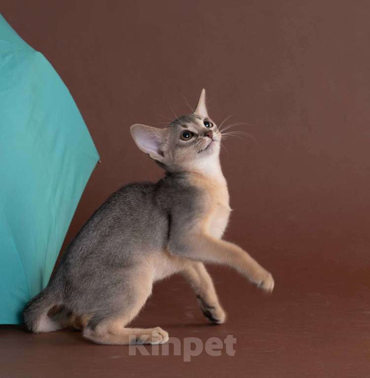 Кошки в Екатеринбурге: Абиссиннский котёнок Wild siblings' Droplet - ручная ласкуша! Девочка, Бесплатно - фото 7