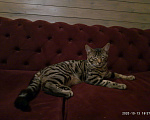 Кошки в Новосиле: Чаузи вязка, 10 000 руб. - фото 1