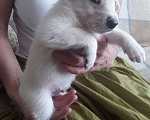 Собаки в Щелково: Щенки 1 месяц с прививками  Мальчик, 1 руб. - фото 1
