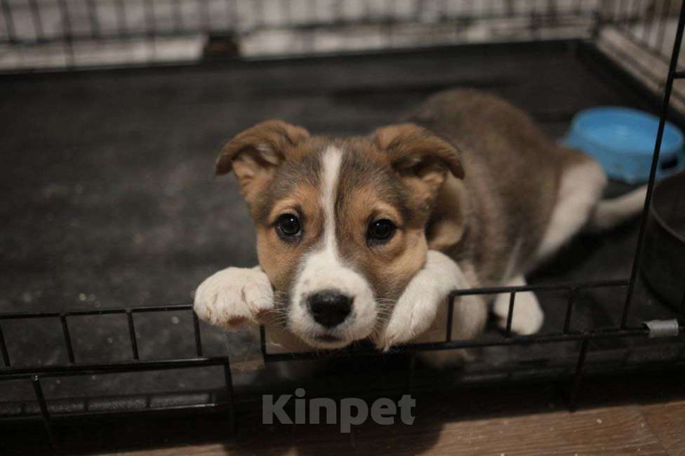 Собаки в Москве: Рыжий щенок Мальчик, Бесплатно - фото 3