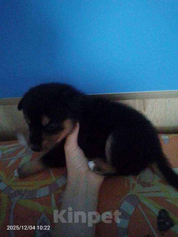 Собаки в Барнауле: продаю щенка! Мальчик, Бесплатно - фото 1