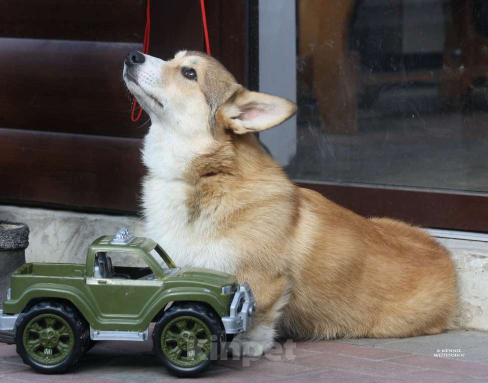 Собаки в Москве: Щенок вельш корги мальчик. Мальчик, 40 000 руб. - фото 8