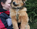 Собаки в Санкт-Петербурге: Маленькая собачка в добрые руки Девочка, Бесплатно - фото 6