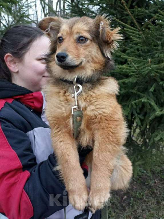 Собаки в Санкт-Петербурге: Маленькая собачка в добрые руки Девочка, Бесплатно - фото 6