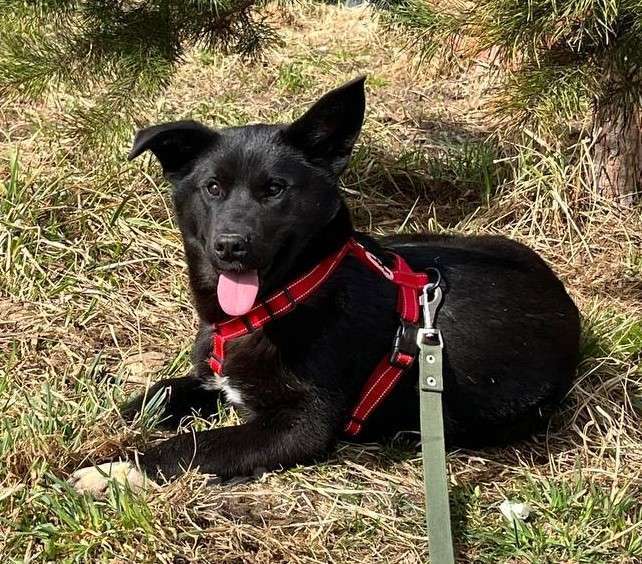 Собаки в Москве: Щенок в добрые руки Мальчик, Бесплатно - фото 1