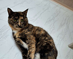 Кошки в Ижевске: кошка в добрые руки Девочка, Бесплатно - фото 2