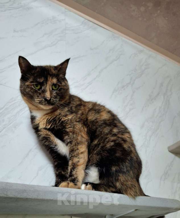 Кошки в Ижевске: кошка в добрые руки Девочка, Бесплатно - фото 2