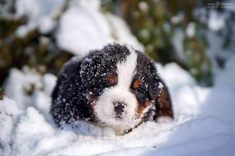 Собаки в Волоколамске: Бернский Зенненхунд, питомник РКФ. Девочка, Бесплатно - фото 7