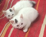 Кошки в Москве: Кошечка Клякса Девочка, Бесплатно - фото 1