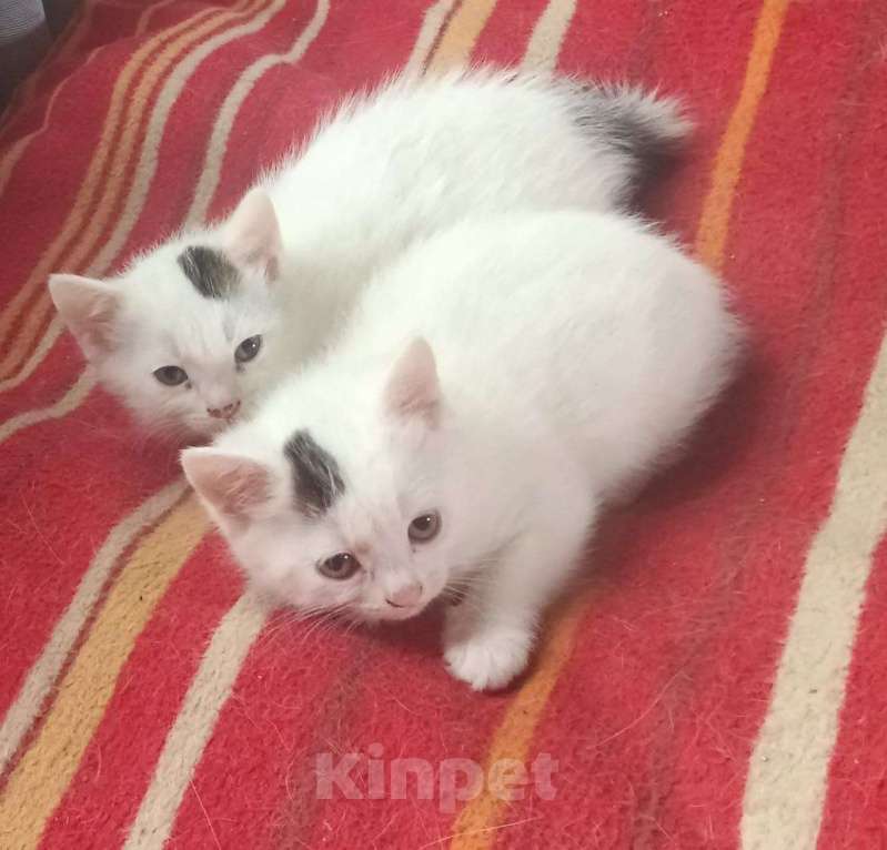 Кошки в Москве: Кошечка Клякса Девочка, Бесплатно - фото 1