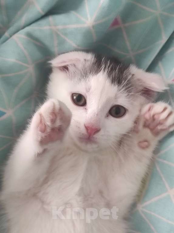 Кошки в Москве: Потерялся котёночек Мальчик, Бесплатно - фото 2