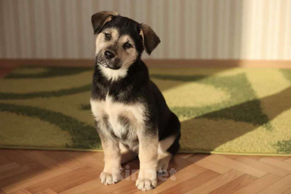Собаки в Москве: Трогательные щеночки (3 мес.) срочно ищут дом Мальчик, Бесплатно - фото 6