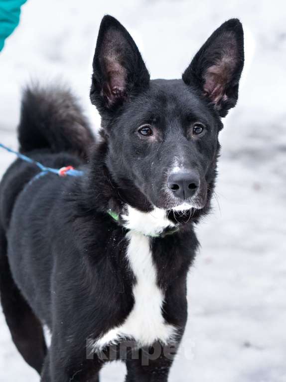 Собаки в Москве: Молодой мальчик, квартирного содержания в добрые руки Мальчик, Бесплатно - фото 5