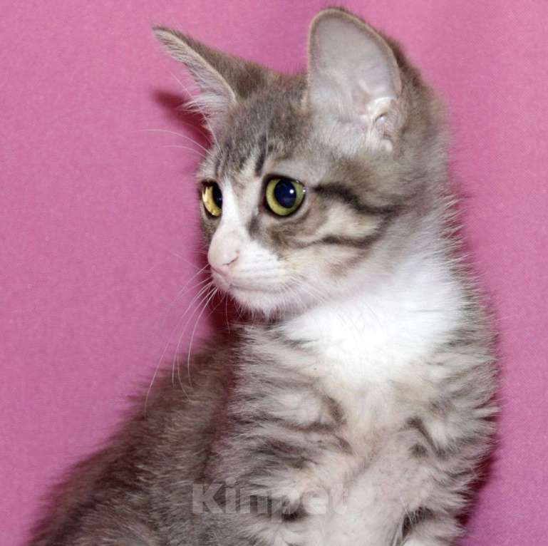 Кошки в Москве: Двухмесячный котенок Эклер ищет семью 🤍 Мальчик, Бесплатно - фото 5