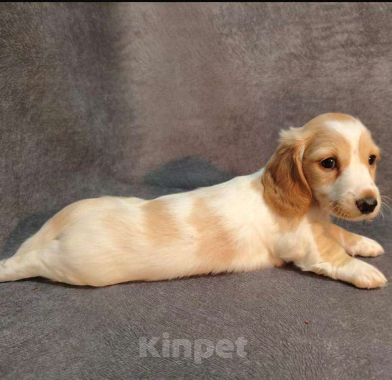 Собаки в Москве: Такса миниатюрная/кроличья(щенок) Мальчик, Бесплатно - фото 4