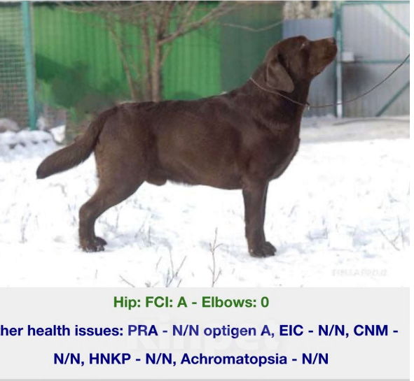 Собаки в Казани: Щенки лабрадор-ретривер Девочка, 55 000 руб. - фото 5