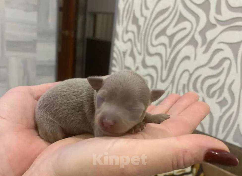 Собаки в Ейске: Девочка той терьер мини Девочка, 28 000 руб. - фото 1