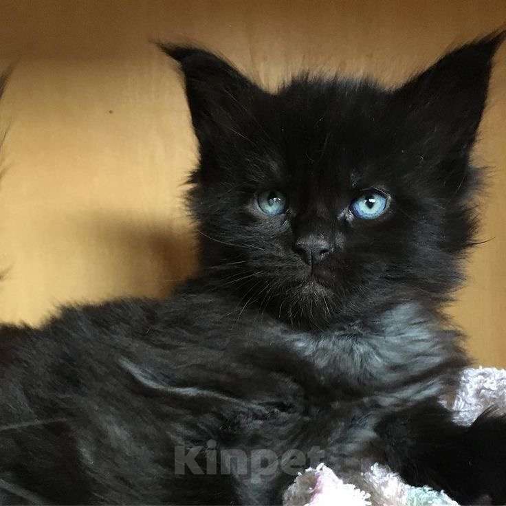 Кошки в Краснодаре: Чистокровный котёнок Мейн-кун, окрас чёрный солид  Мальчик, Бесплатно - фото 4