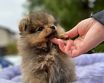 Собаки в Сестрорецке: Виола маленькая помочка Девочка, 35 000 руб. - фото 1