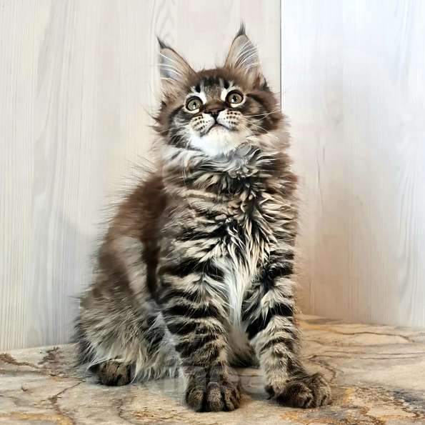 Кошки в других городах Ярославской области: Котята Мейн кун Девочка, Бесплатно - фото 4