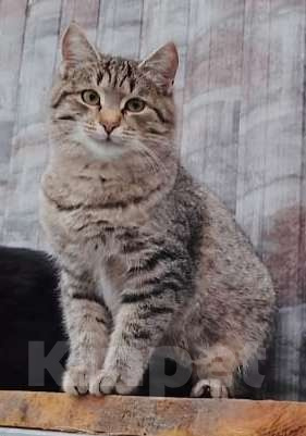 Кошки в других городах Башкортостана: Активный которебенок в поиске преданных хозяев Мальчик, 500 руб. - фото 4