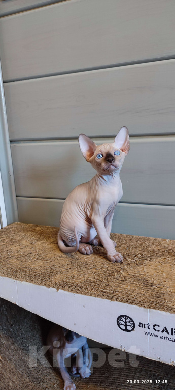 Кошки в Москве: Котята канадского сфинкса  Мальчик, Бесплатно - фото 2