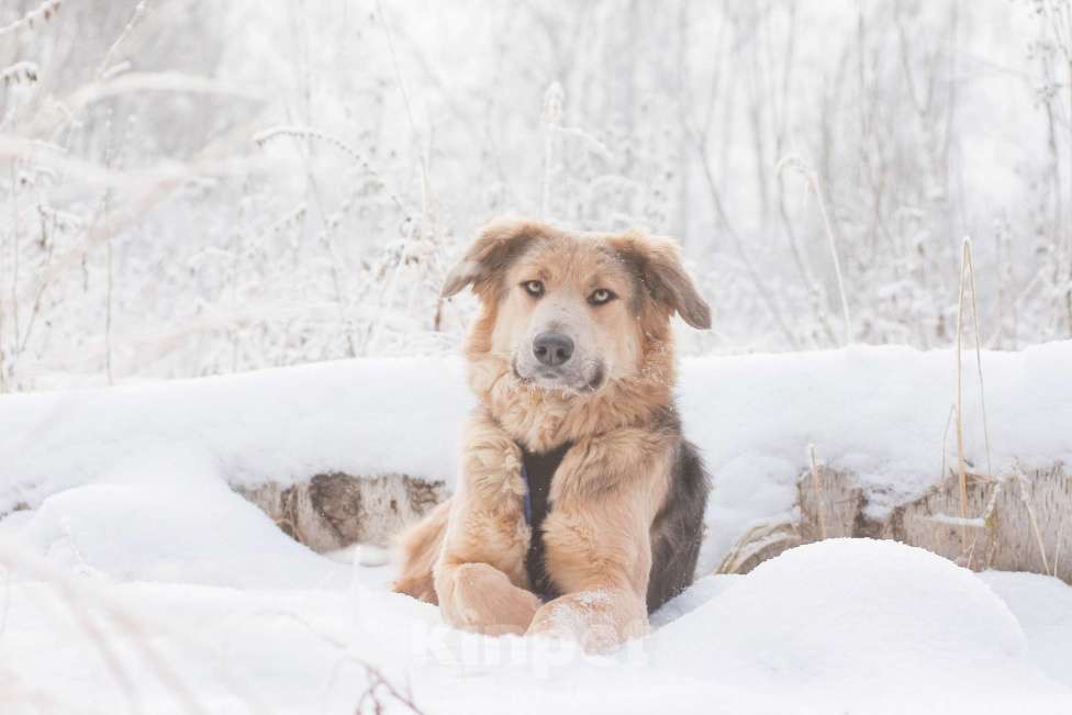 Собаки в Москве: Темари Девочка, Бесплатно - фото 4