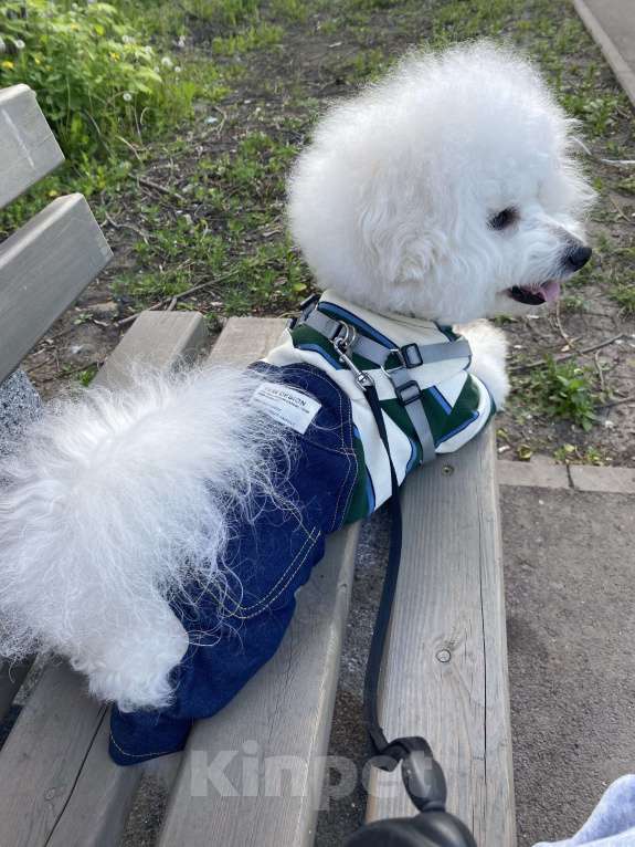 Собаки в Омске: Вязка Бишон фризе  Мальчик, Бесплатно - фото 6