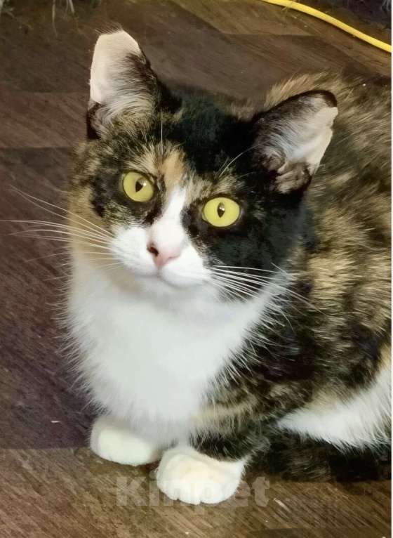 Кошки в Санкт-Петербурге: Кошечка Сонечка . 9 мес. Стерилизована Девочка, Бесплатно - фото 2