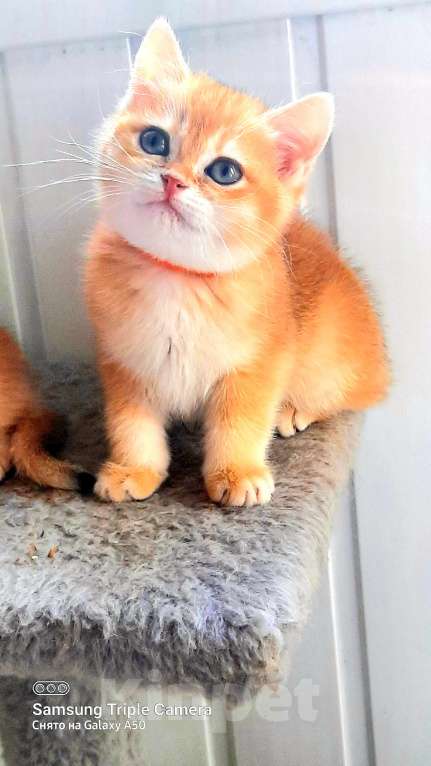 Кошки в Москве: Золотые британские шиншилы  Мальчик, 50 000 руб. - фото 5