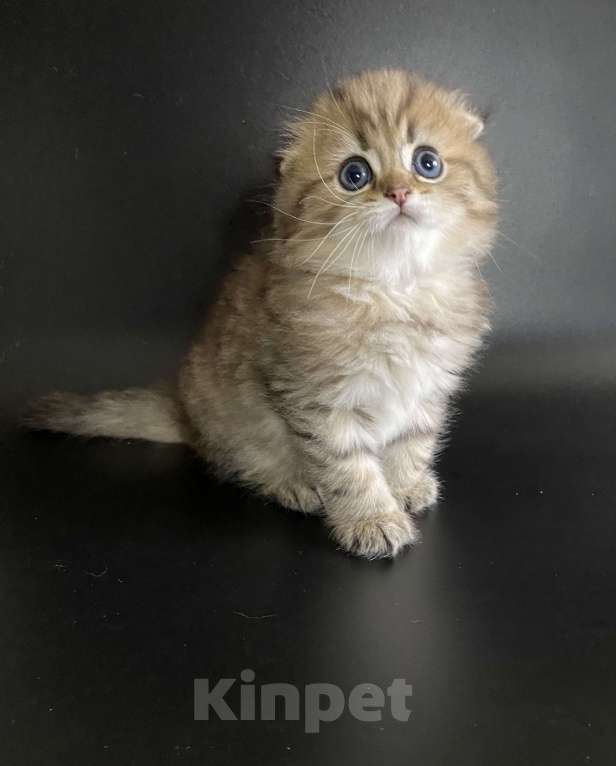 Кошки в Москве: Алан Мальчик, 45 000 руб. - фото 2