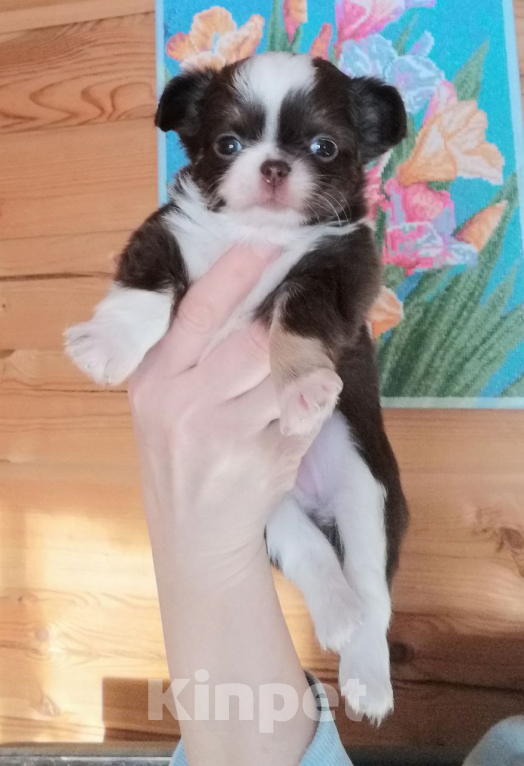 Собаки в Санкт-Петербурге: Девочка чих Девочка, 45 000 руб. - фото 2