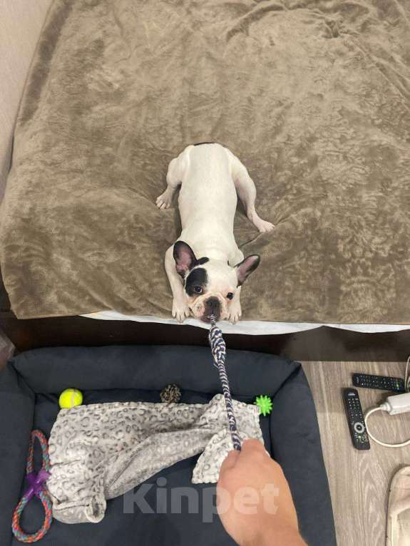 Собаки в Кемерово: Французский бульдог, 10 месяцев  Девочка, 5 000 руб. - фото 2