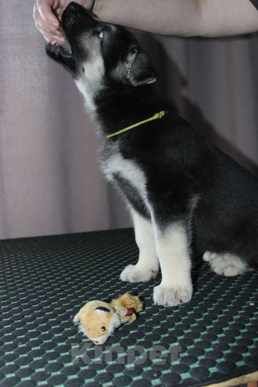 Собаки в Красноярске: Щенок ВЕО Нелли Голд Девочка, Бесплатно - фото 9