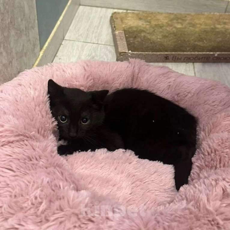 Кошки в Москве: Малышка грустит взаперти совершенно одна Девочка, Бесплатно - фото 3