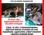 Собаки в Одинцово: Розыск Девочка, 50 000 руб. - фото 1