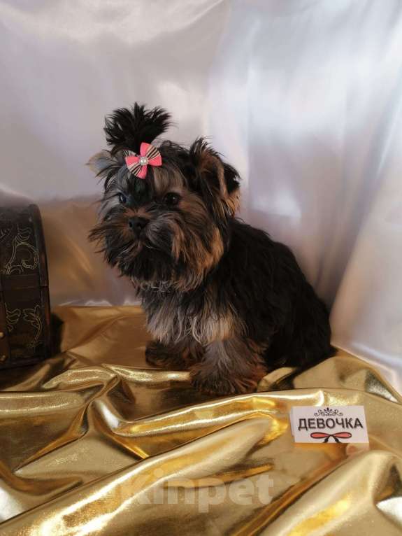 Собаки в Москве: Девочка синяя сталь, без перецвета Девочка, 45 000 руб. - фото 2