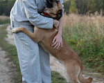 Собаки в Москве: Метис боксера в добрые руки  Девочка, Бесплатно - фото 2