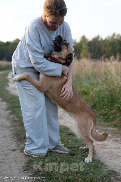 Собаки в Москве: Метис боксера в добрые руки  Девочка, Бесплатно - фото 2