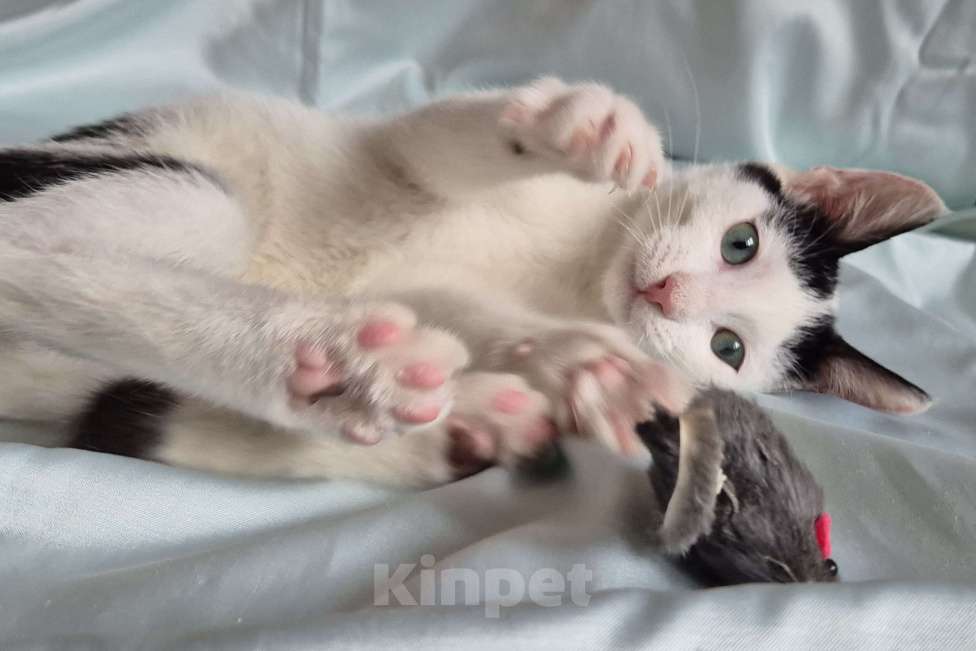 Кошки в Санкт-Петербурге: Ищет дом ласковый котейка Дантес Мальчик, Бесплатно - фото 5