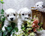 Собаки в Сыктывкаре: Бишон Фризе Мальчик, Бесплатно - фото 4