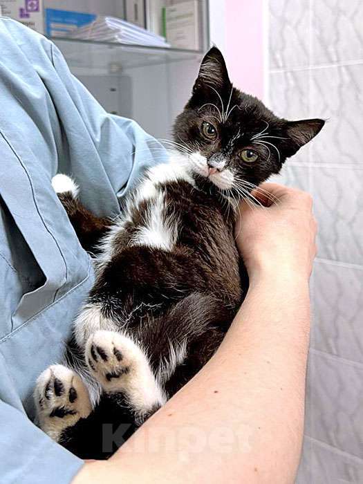Кошки в Санкт-Петербурге: Ласковый котёнок Муся ищет дом Девочка, 10 руб. - фото 2