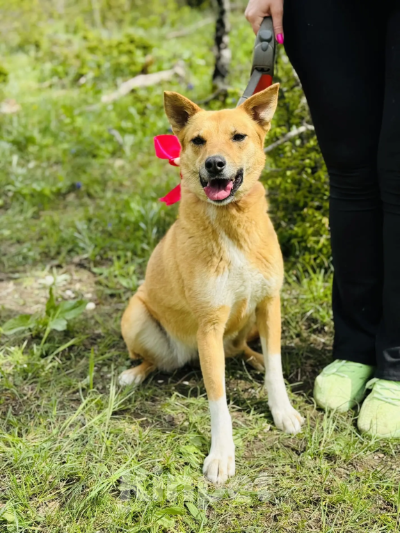 Собаки в Новороссийске: Милена ищет дом Девочка, 99 руб. - фото 5