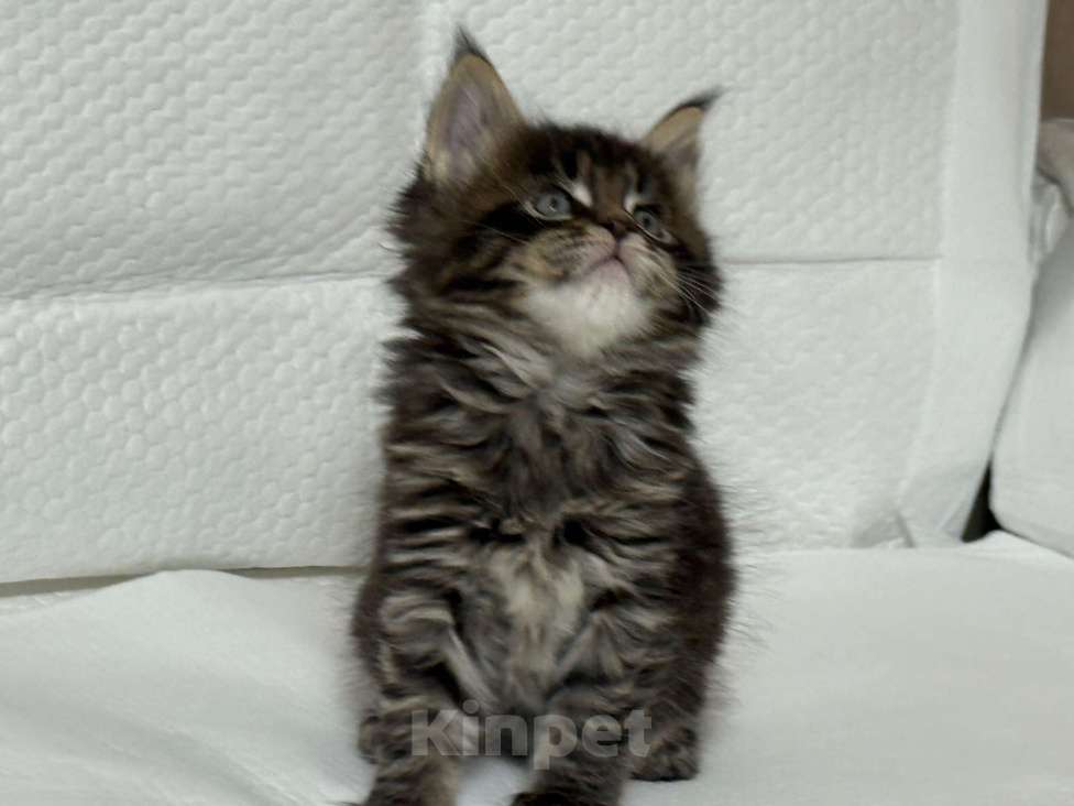 Кошки в Новосибирске: Красавица Девочка, 50 000 руб. - фото 1