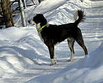 Собаки в Москве: Потерялась собака Владыкино  Мальчик, Бесплатно - фото 5