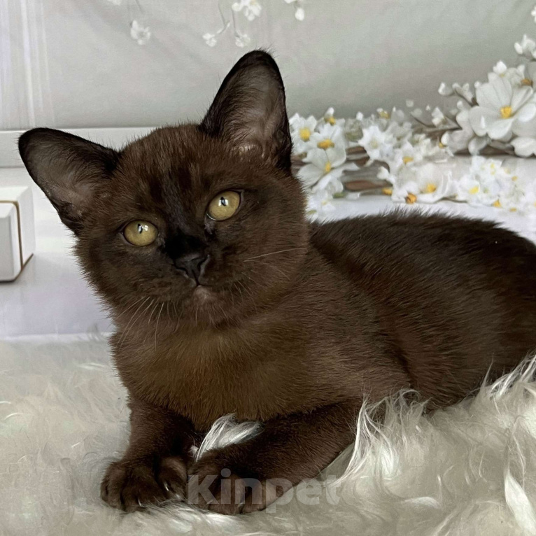 Кошки в Москве: Соболиный бурманский мальчик  Мальчик, 80 000 руб. - фото 5