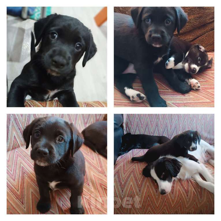 Собаки в других городах Иркутской области: Отдам щенка русского спаниеля  Мальчик, Бесплатно - фото 3